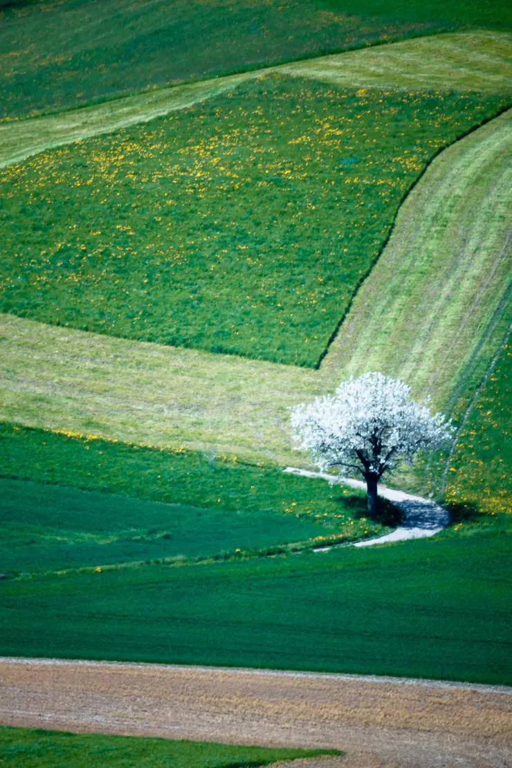 Blühender Kirschbaum mit Feldern, Frühling