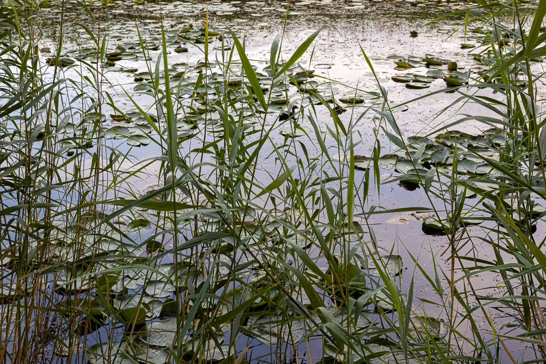 Ein Blick durch Gräser auf die Wasseroberfläche eines Sees.