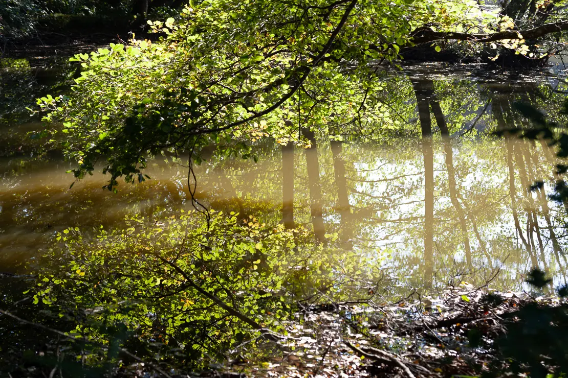 Spiegelung im Wasser