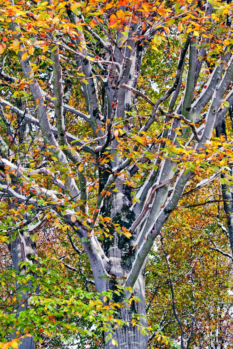 Verschneiter Baum im Herbst mit leuchtenden Blättern