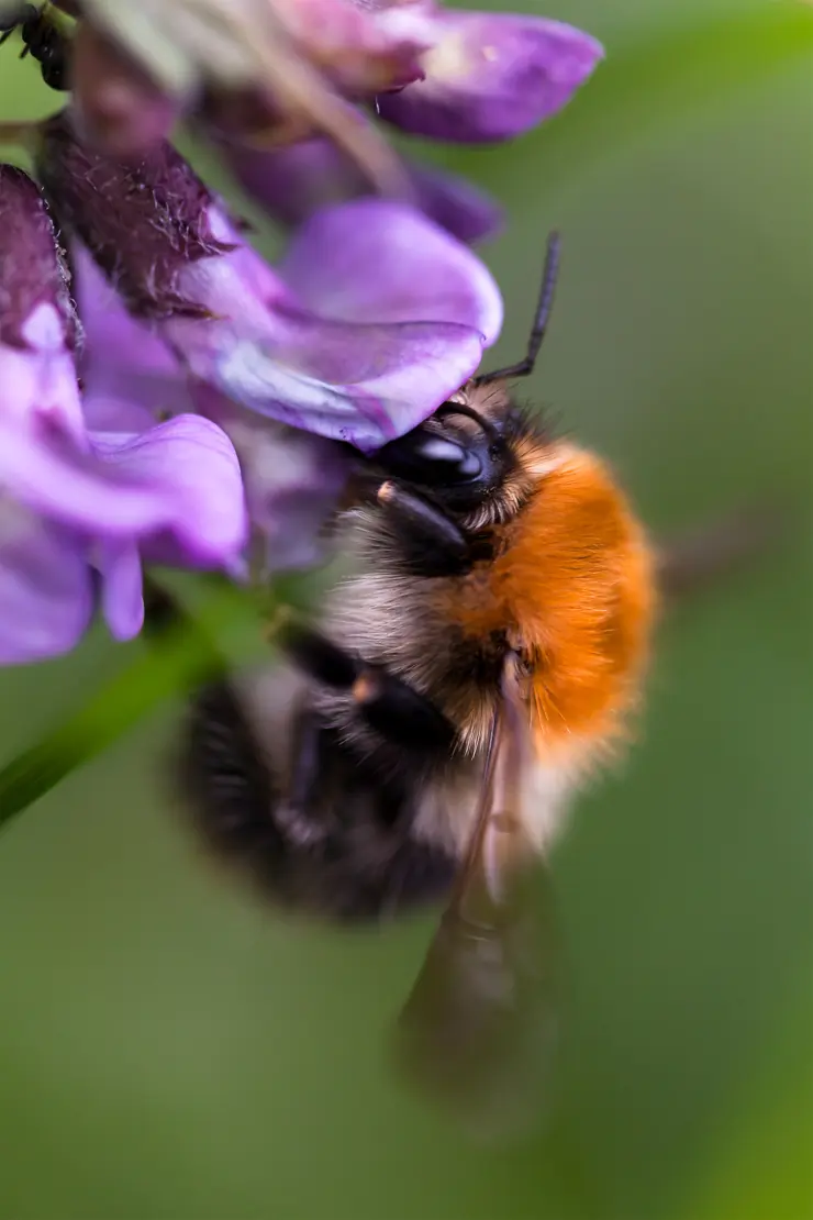 Acker-Hummel an Zaunwicke, Bombus pascuorum, Insekt, Vicia sepium