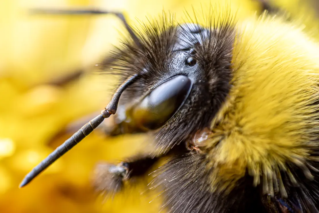 Erd-Hummel (Bombus terrestris), Insekt