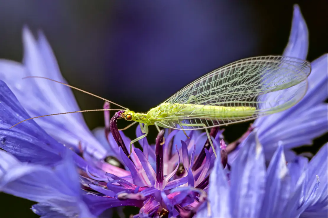 Gemeine Florfliege (Chrysoperla carnea)