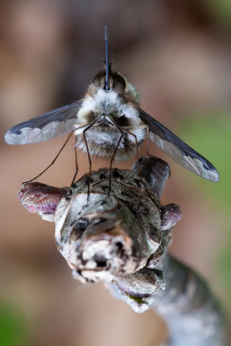 Grosser Wollschweber, Bombylius major, Insekt