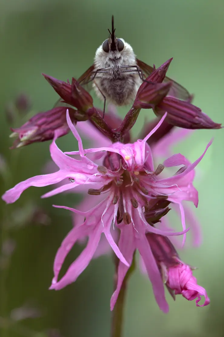 Grosser Wollschweber an Kuckucks-Lichtnelke, Bombylius major, Bombyliidae, Insekt, Silene flos-cuculi