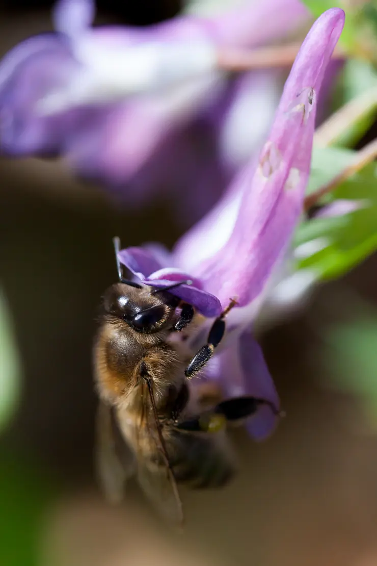 Honigbiene an Hohlem Lerchensporn, Apis, Corydalis cava