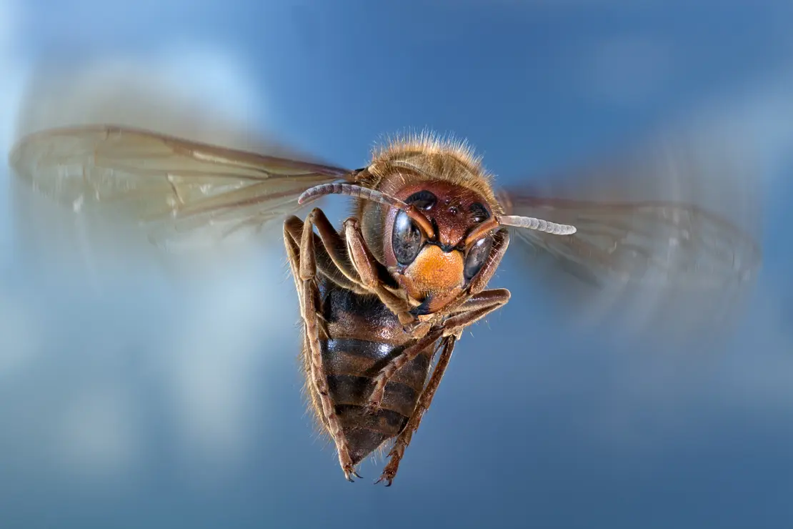 Hornisse attackiert, Vespa crabro, Insekt