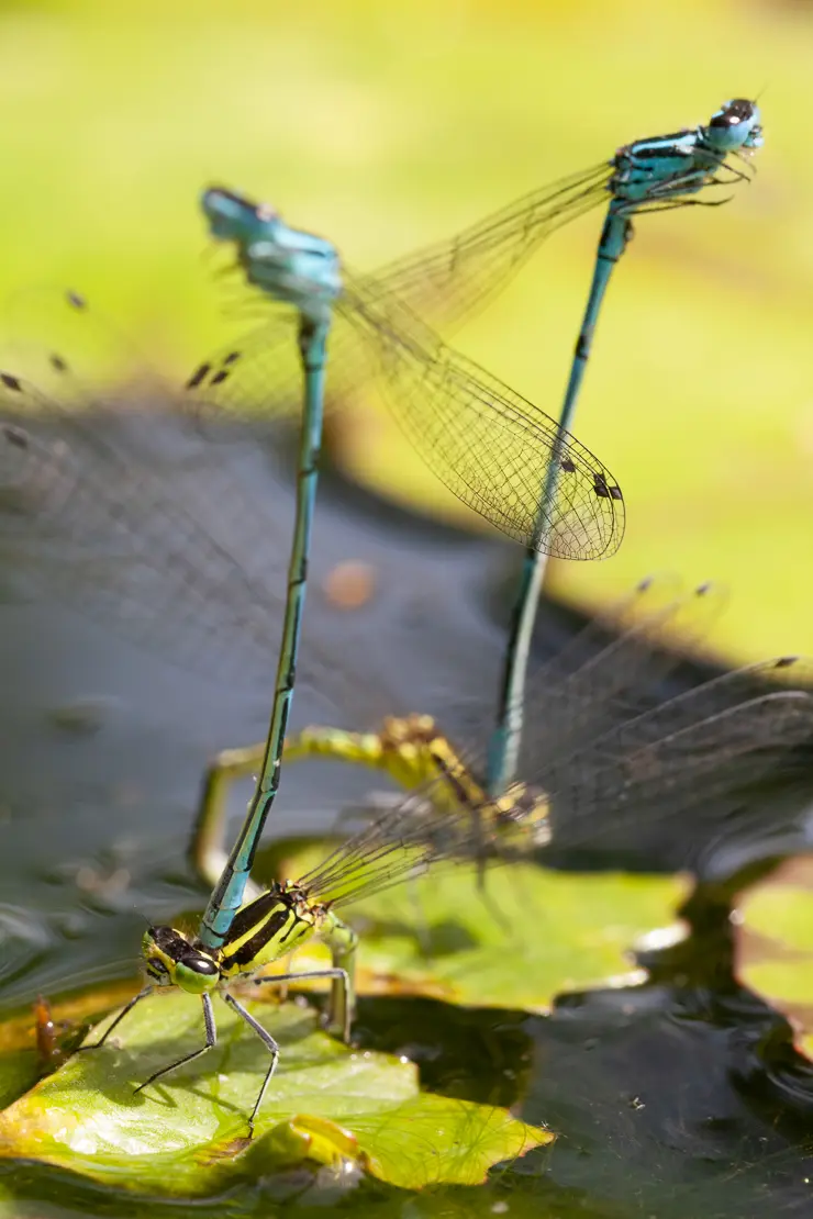 Hufeisen-Azurjungfer (Coenagrion puella)