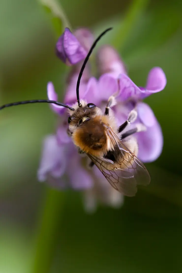 Langhornbiene an Zaunwicke, Eucera longicornis, Insekt, Vicia sepium