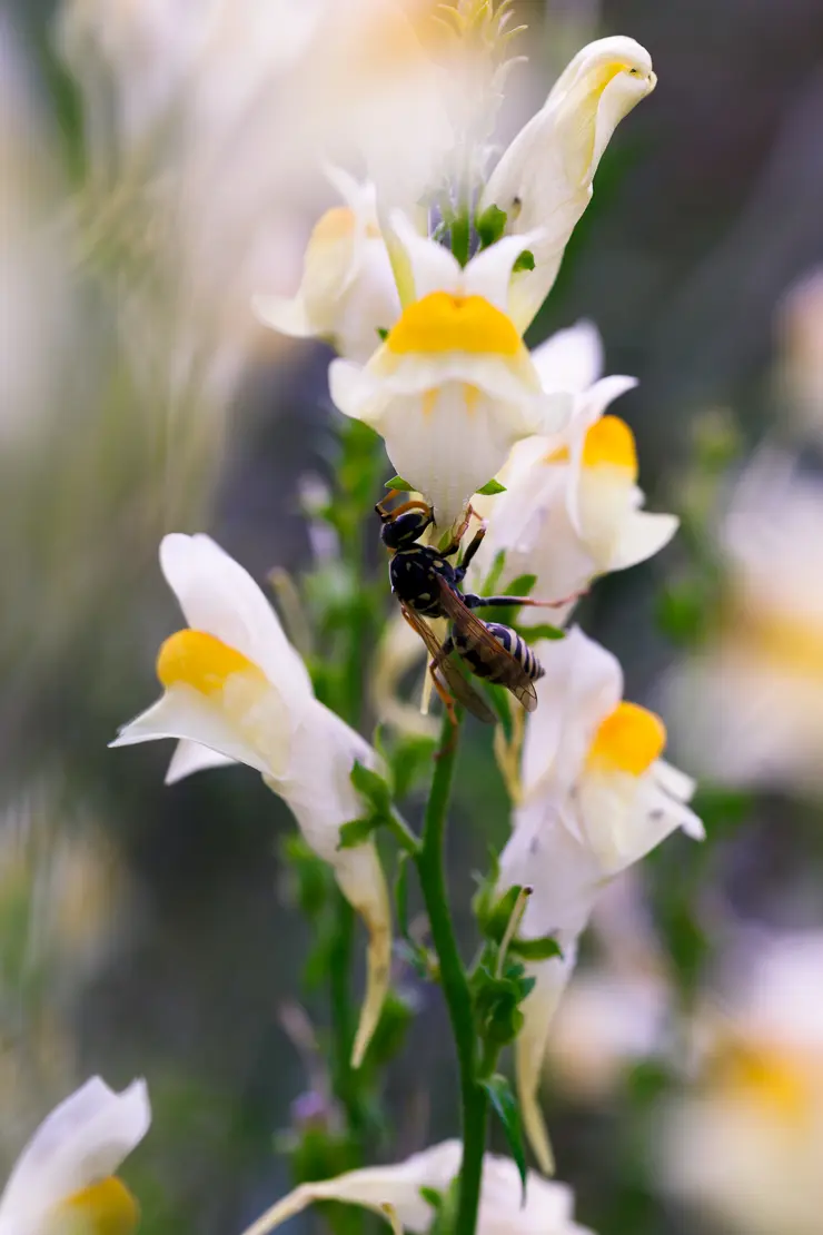 Nektarräuberische Wespe an Gemeinem Leinkraut, Vespinae, Insekt, Linaria vulgaris