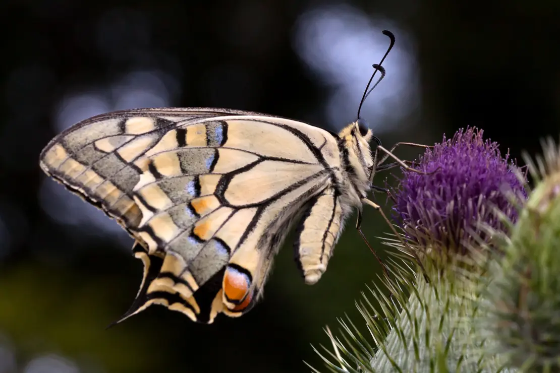 Schwalbenschwanz auf Gemeiner Kratzdistel, Papilio machaon, Cirsium vulgare, Schmetterling