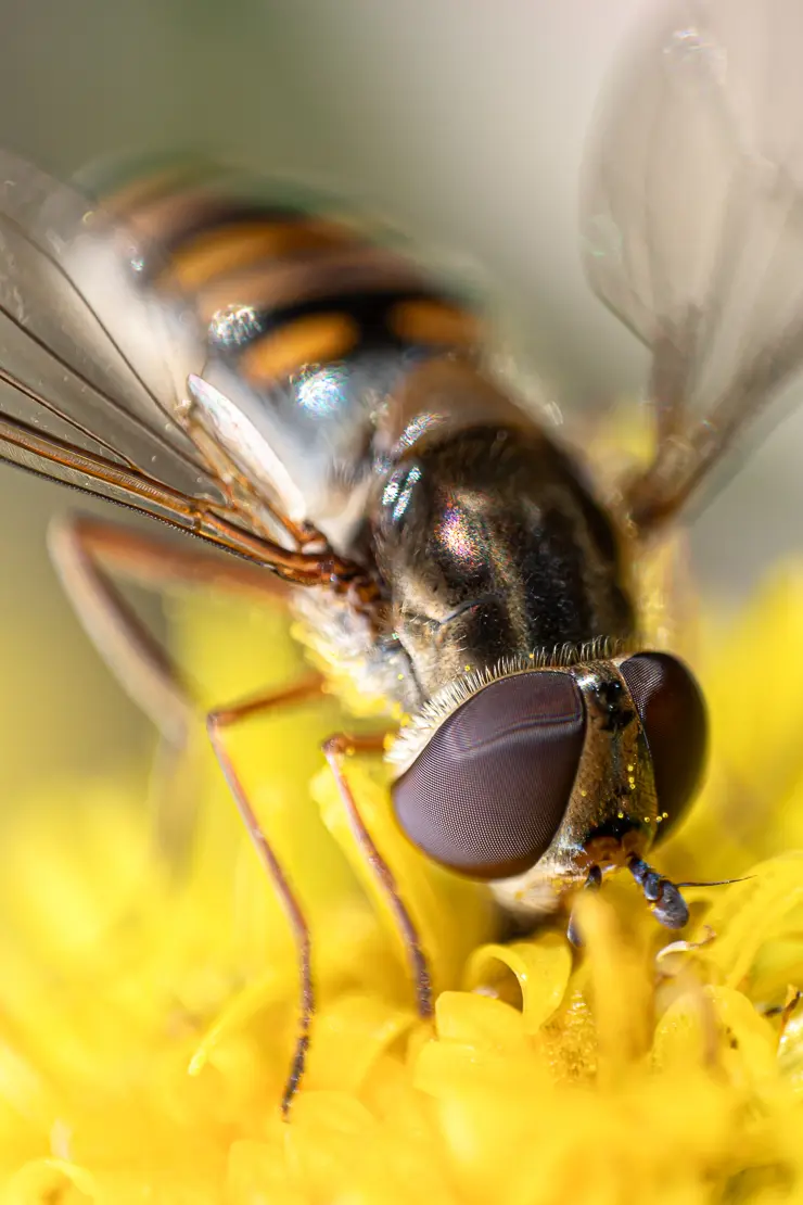 Schwebfliege, Syrphidae