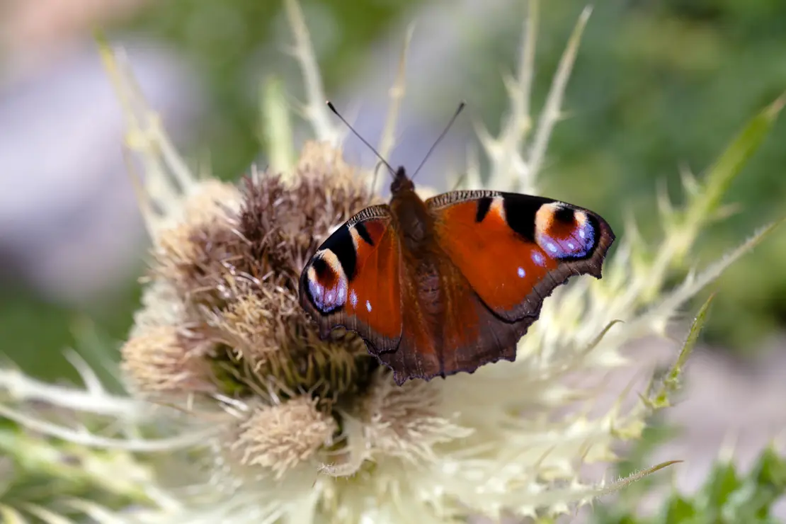 Tagpfauenauge auf Alpen-Kratzdistel, Inachis io, Cirsium spinosissimum, Schmetterling