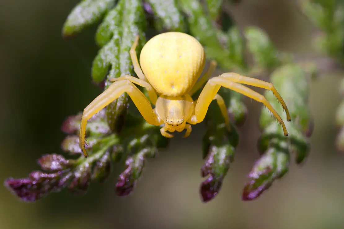 Veränderliche Krabbenspinne, Misumena vatia