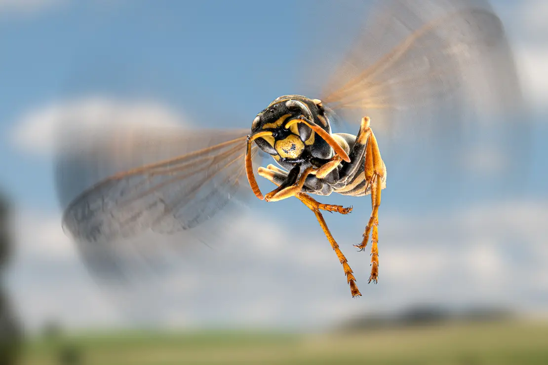 Wespe im Flug, Insekt