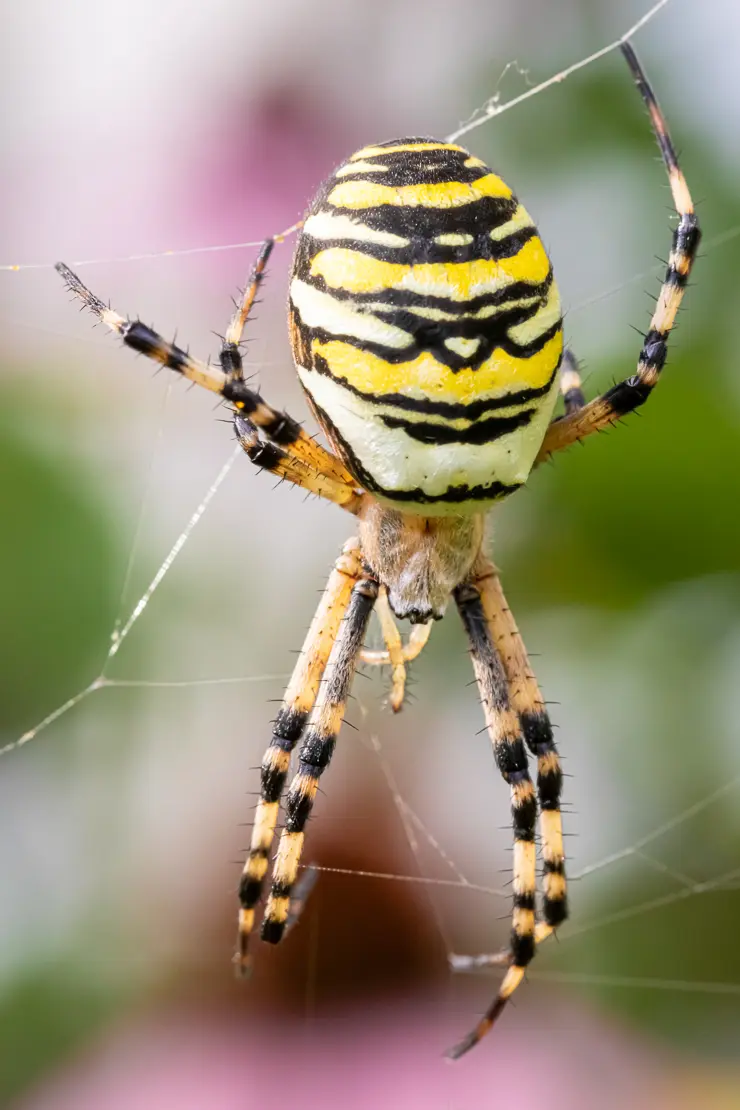 Wespenspinne (Argiope bruennichi)