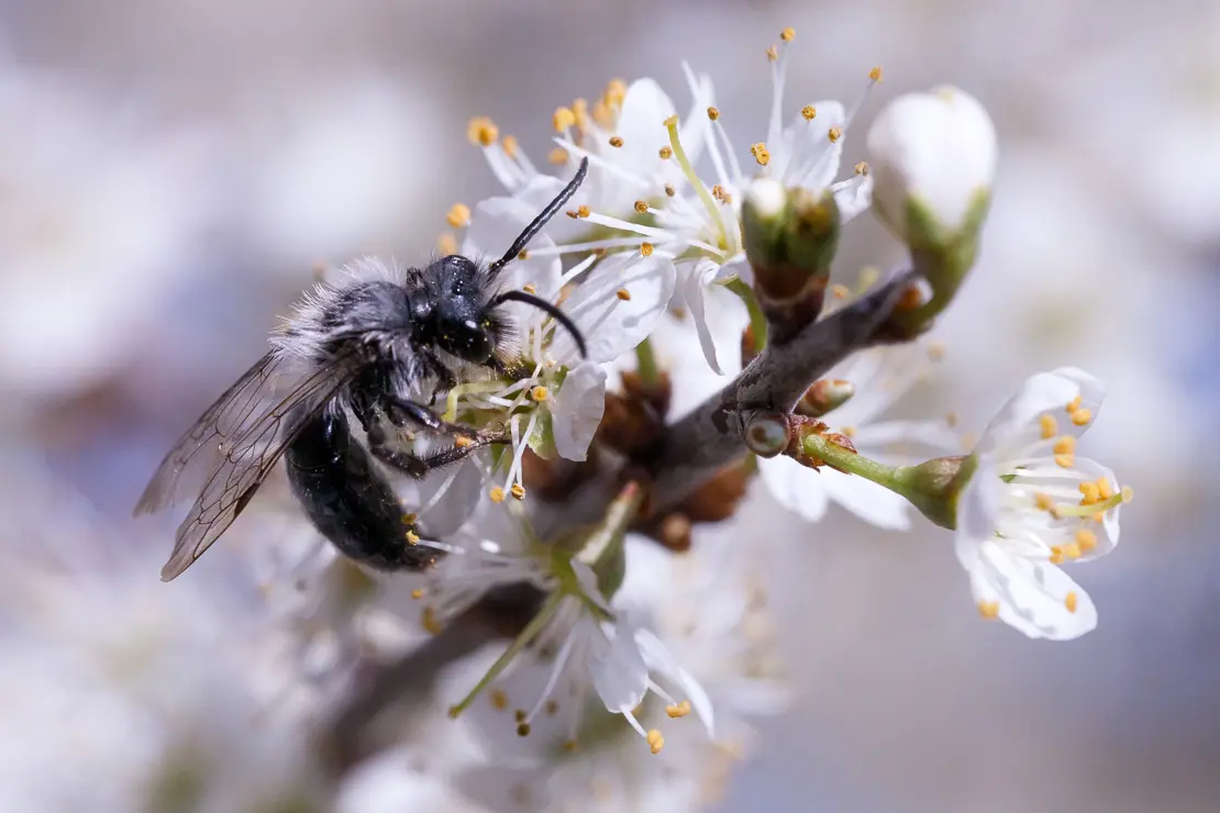 Wildbiene an Schwarzdorn, Apoidea; Prunus spinosa