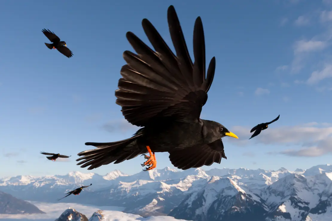 Alpendohle im Flug, Vogel, auf dem Stockhorn