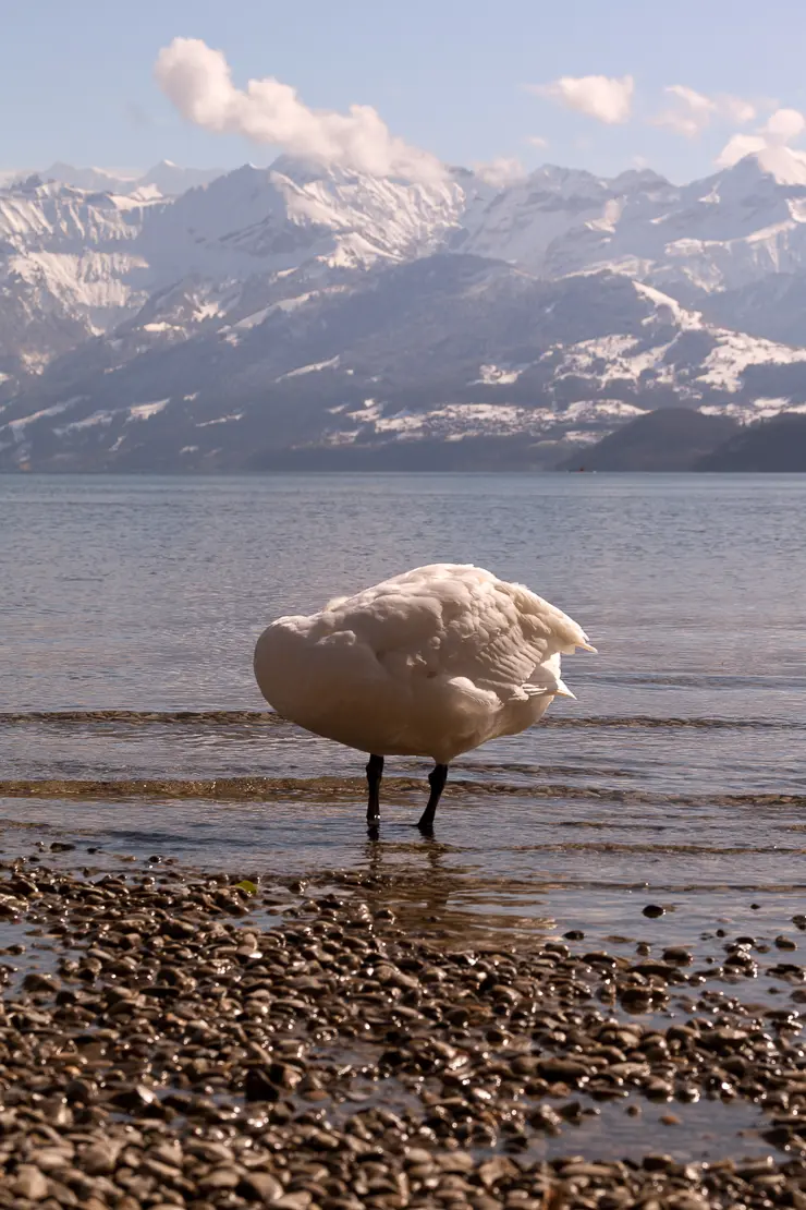 Schlafender Schwan, Vogel, Seeufer