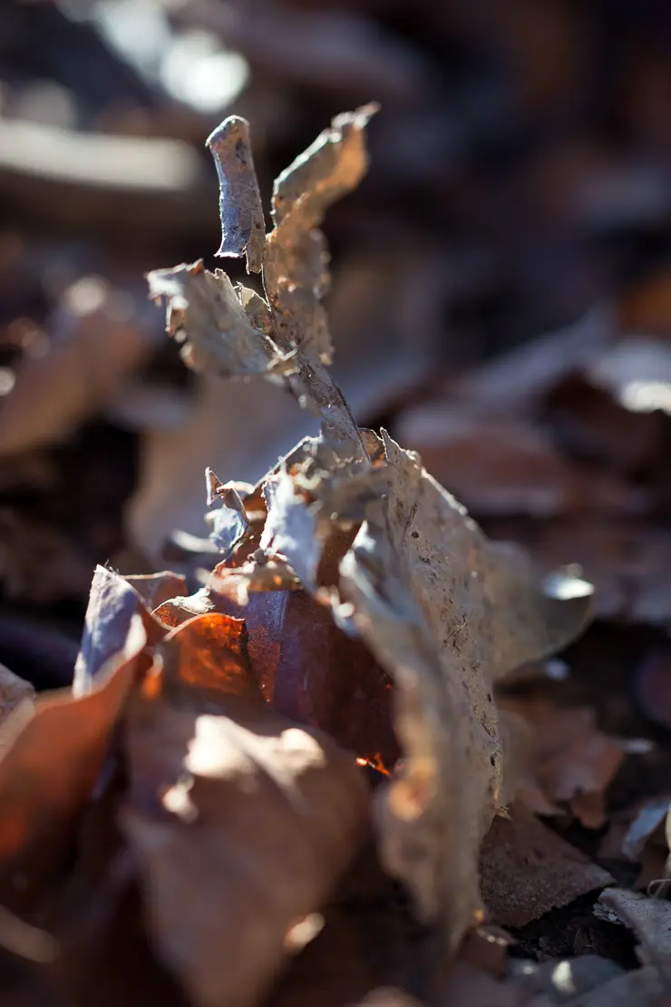 Lustiger Hase, Pareidolia