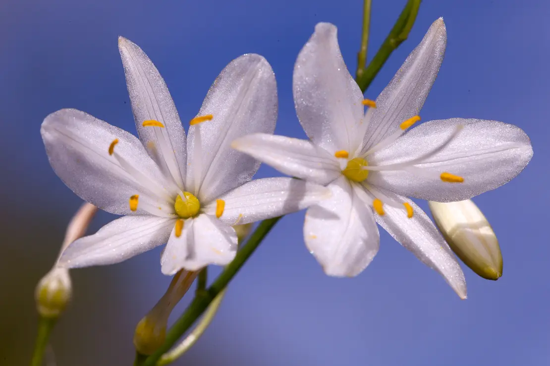 Ästige Graslilie (Anthericum ramosum)