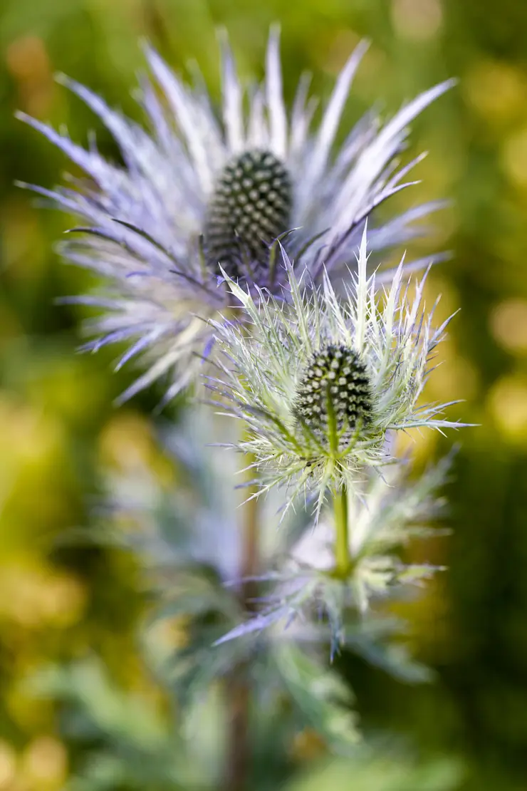 Alpen-Mannstreu (Eryngium alpinum)