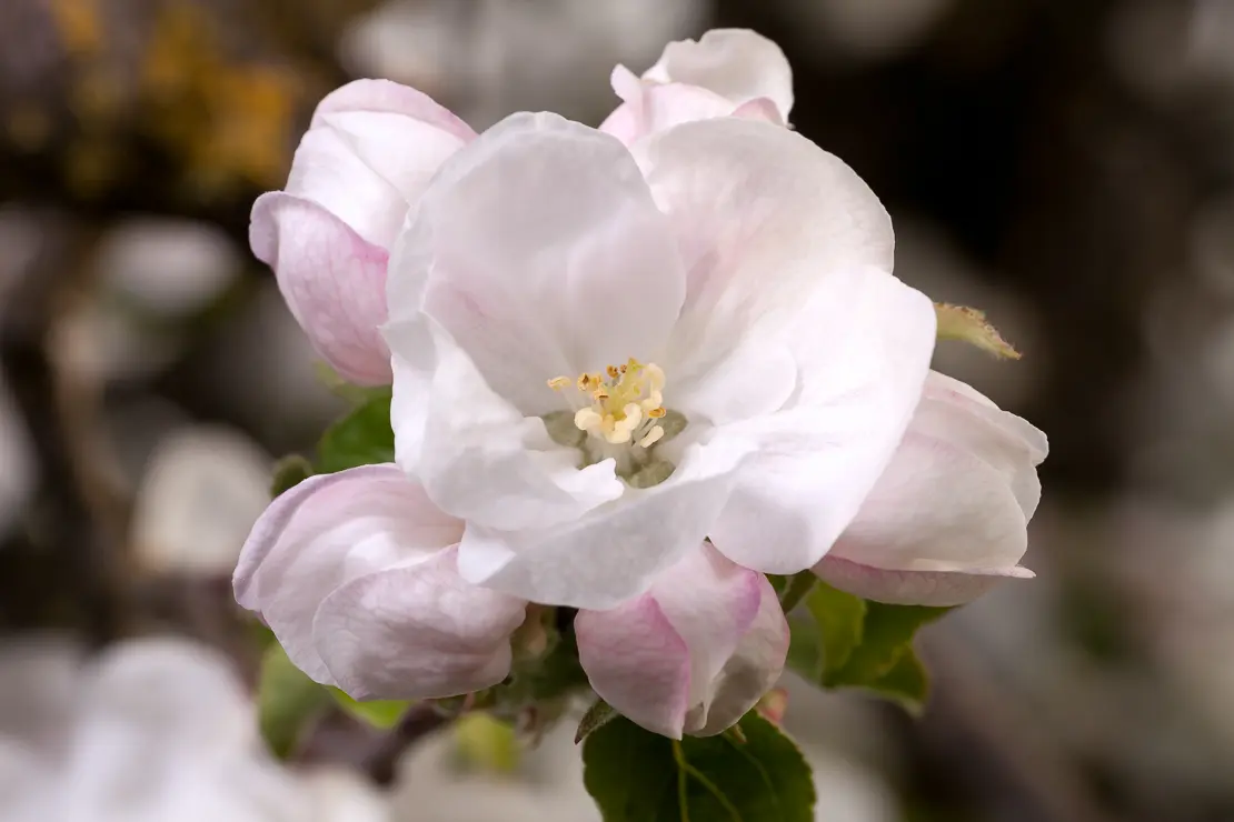 Apfelbaum (Malus domestica)