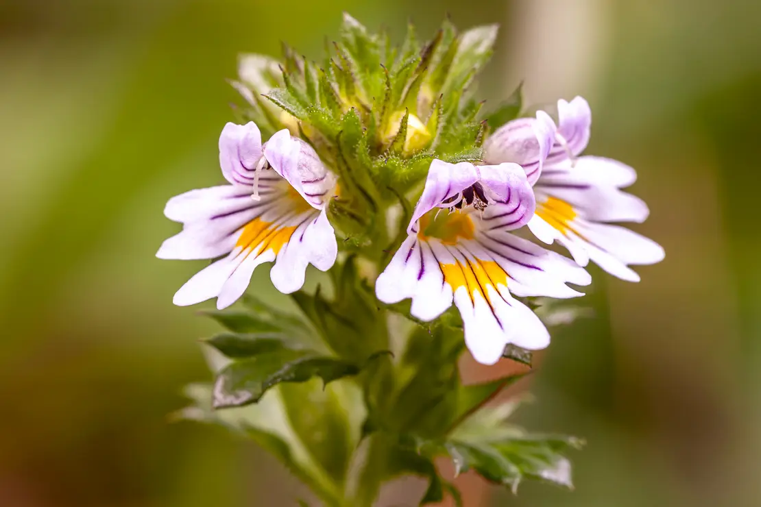 Augentrost, Euphrasia