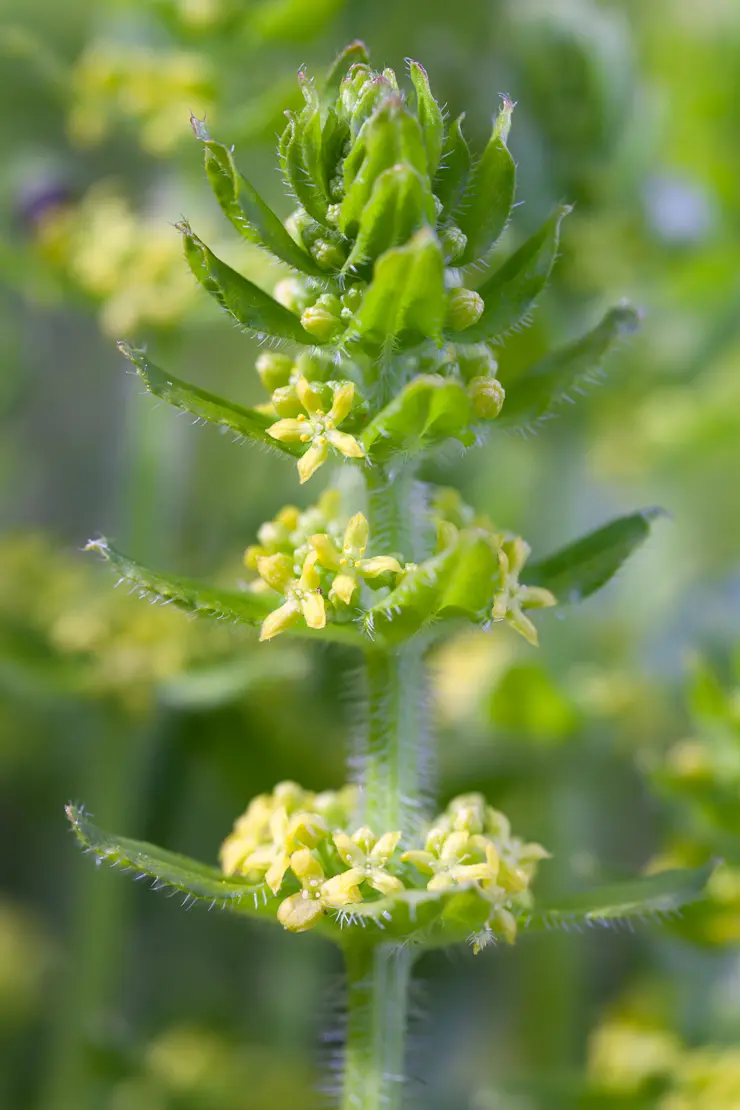 Behaartes Kreuzlabkraut (Cruciata laevipes)