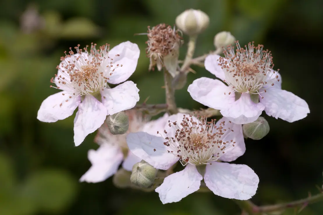 Berg-Brombeere (Rubus montanus)