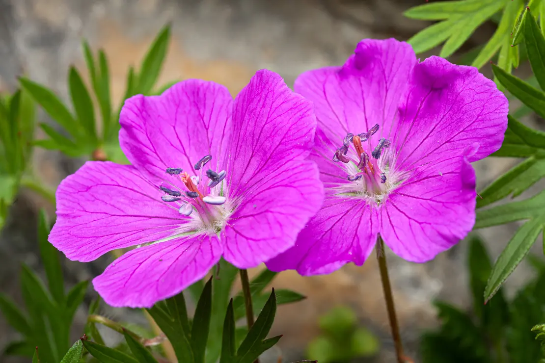 Blutroter Storchschnabel (Geranium sanguineum)