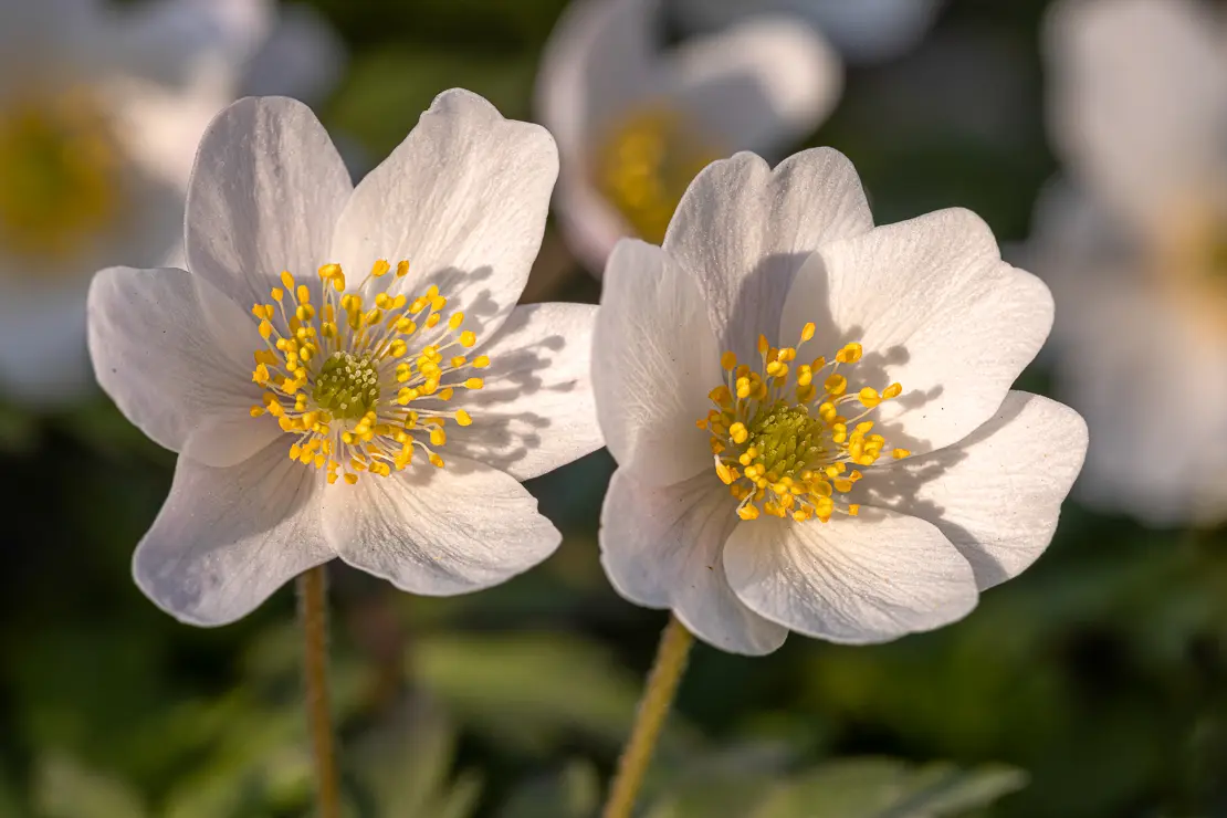 Busch-Windröschen (Anemone nemorosa)