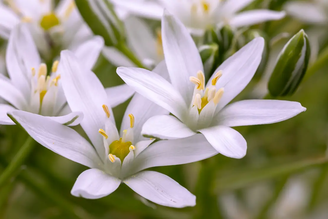 Doldiger Milchstern (Ornithogalum umbellatum)