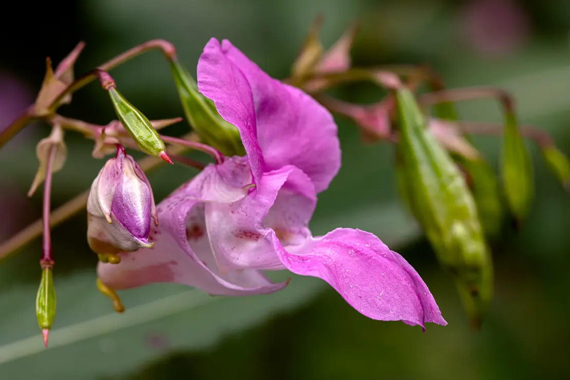 Drüsiges Springkraut (Impatiens glandulifera)