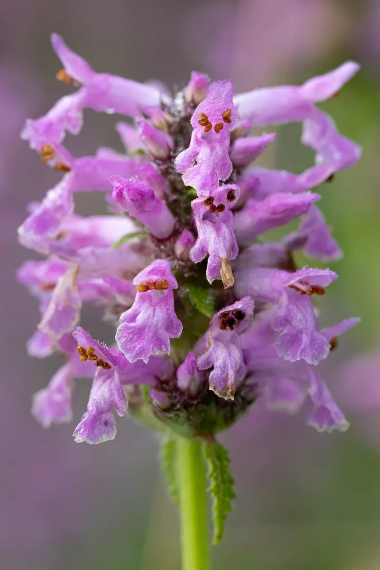 Echte Betonie (Stachys officinalis)