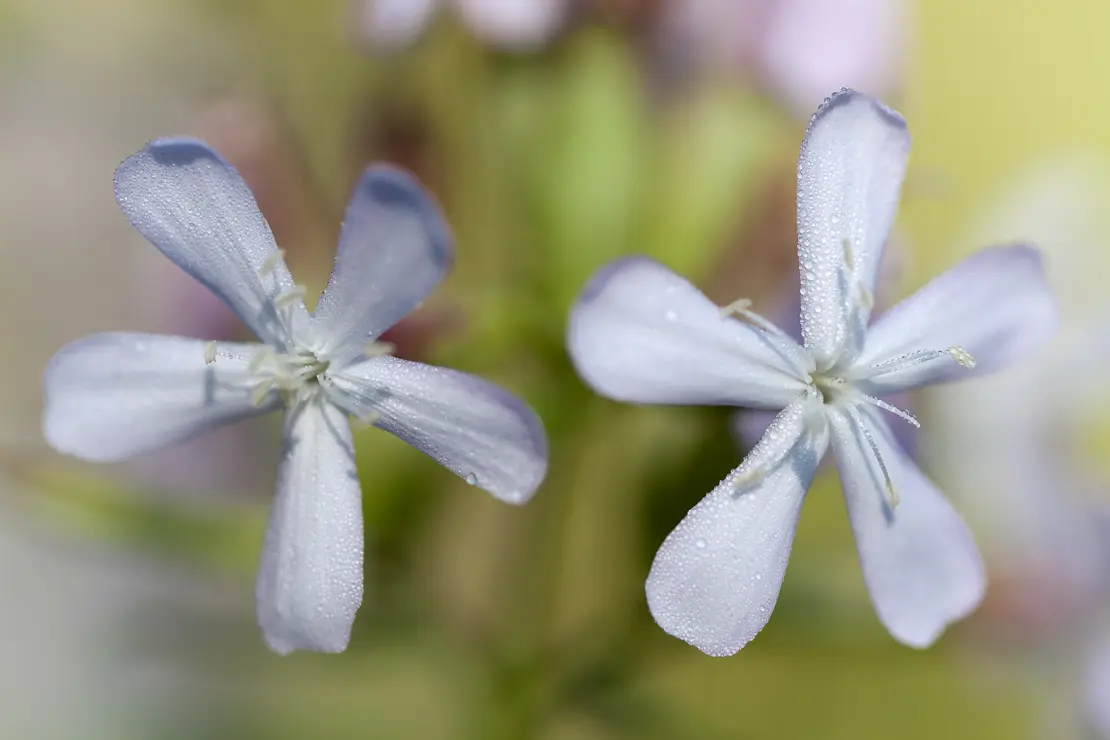 Echtes Seifenkraut (Saponaria officinalis)