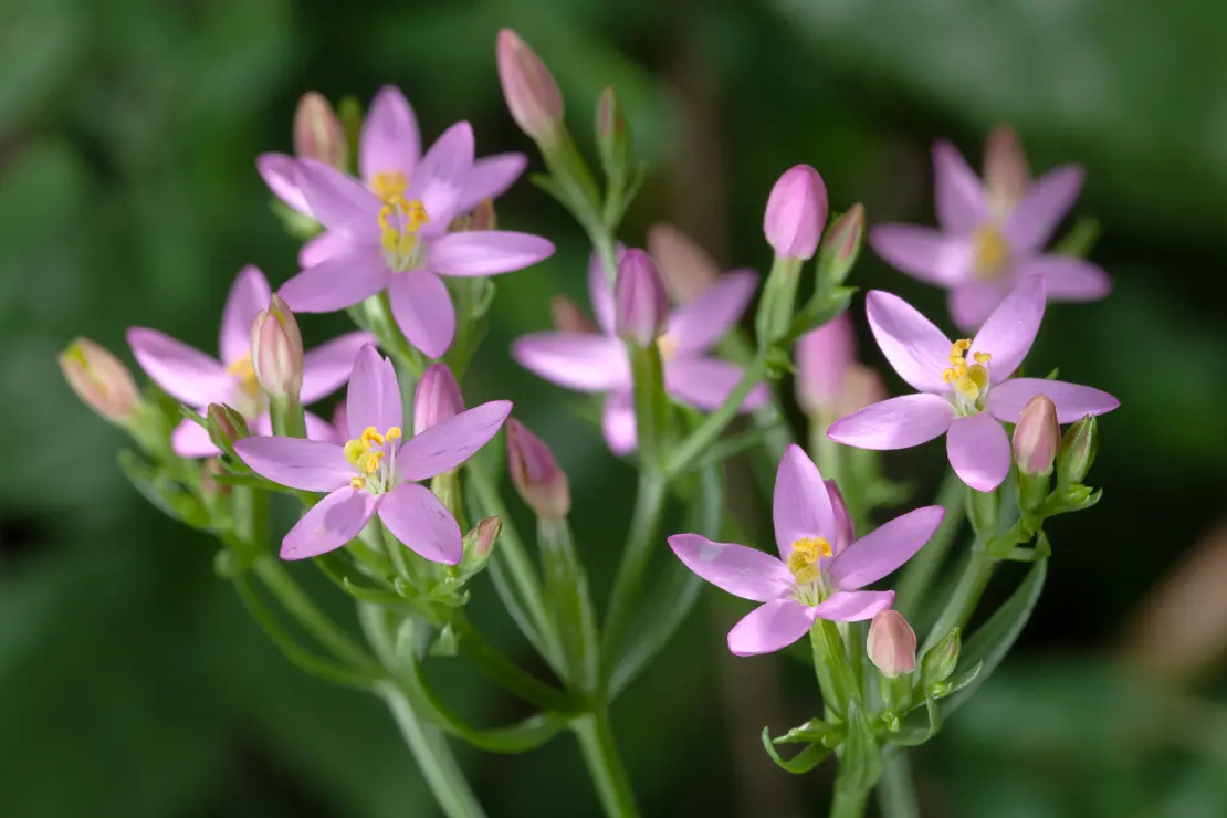 Echtes Tausendgüldenkraut (Centaurium erythraea)