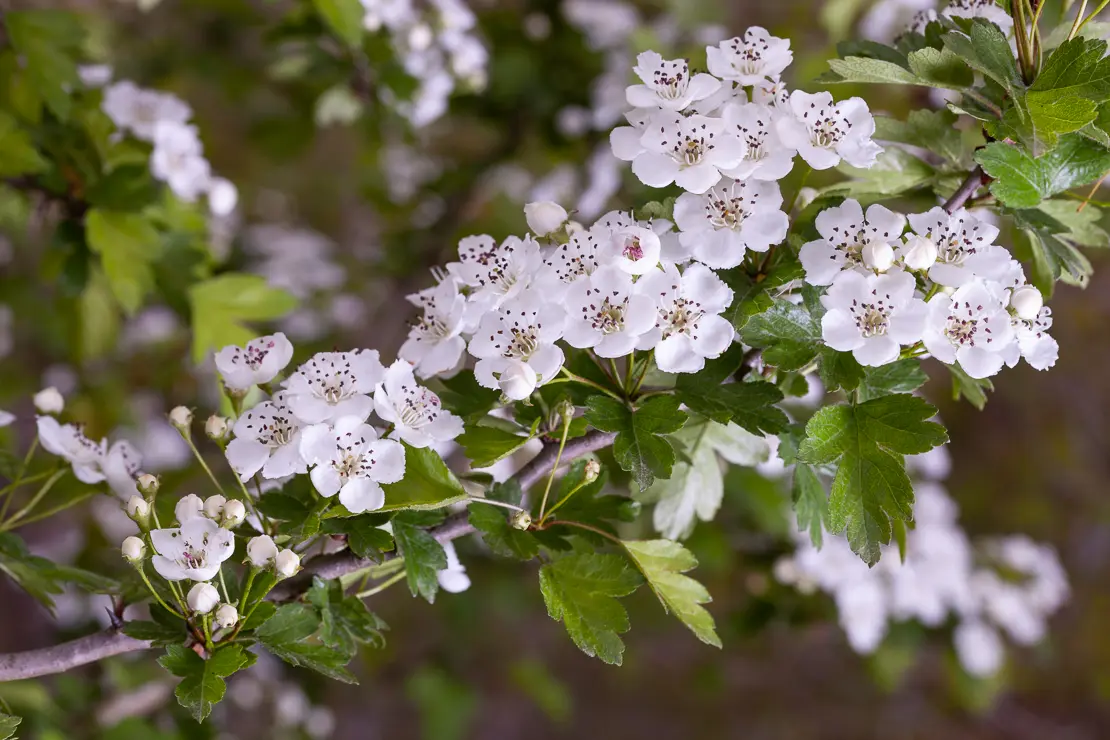 Eingriffeliger Weissdorn (Crataegus monogyna)