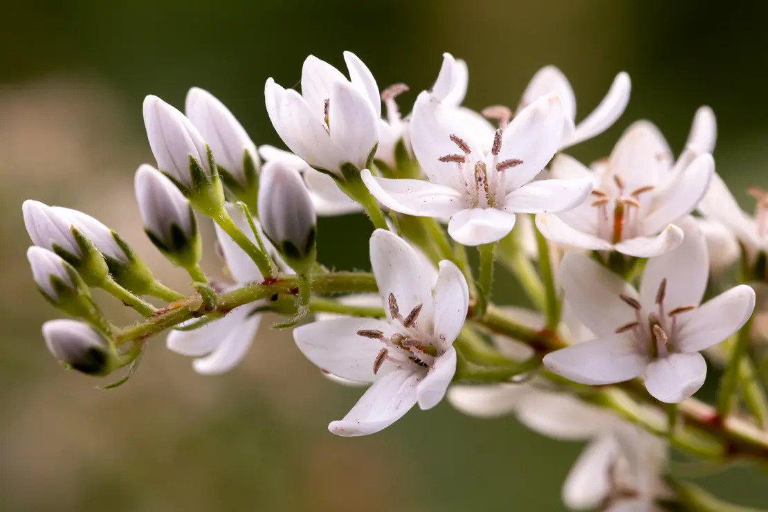 Entenschnabel-Felberich (Lysimachia clethroides)