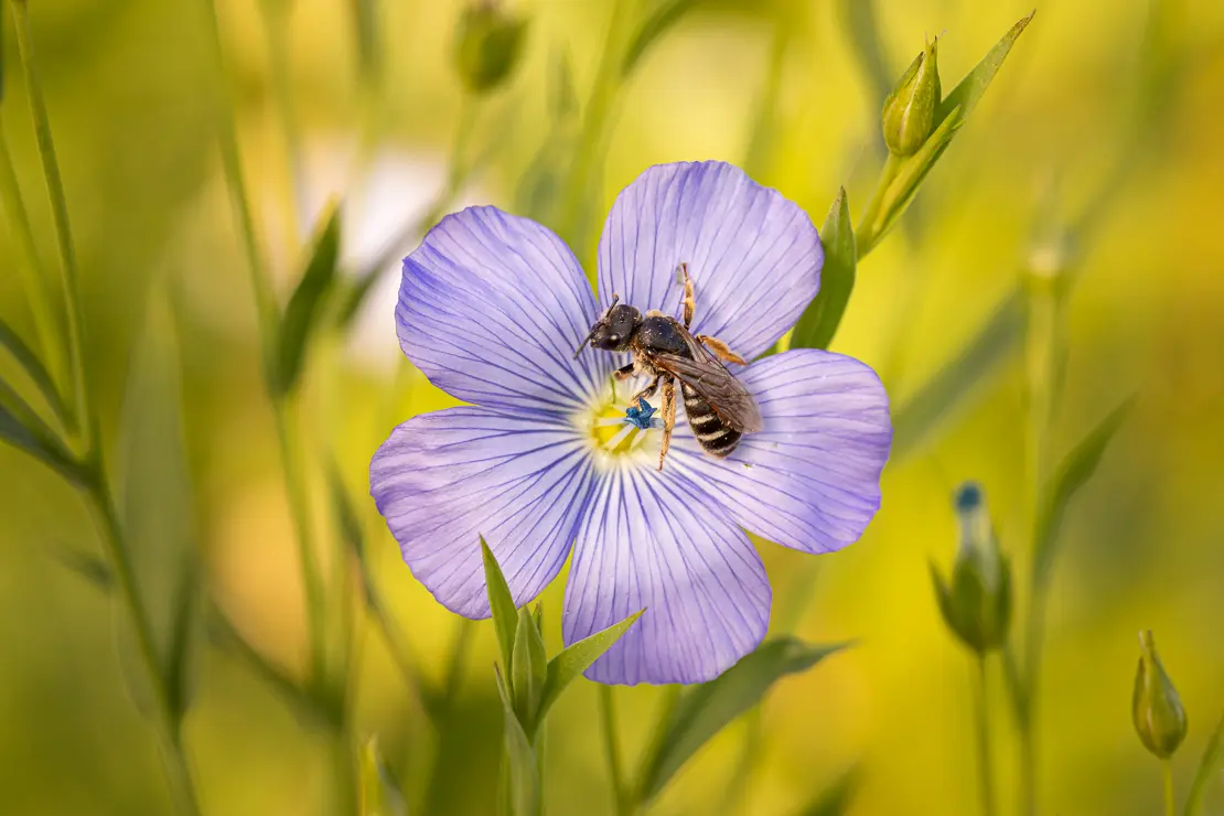 Flachs (Linum usitatissimum)