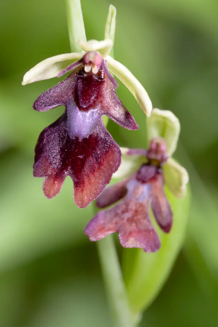 Fliegen-Ragwurz (Ophrys insectifera)