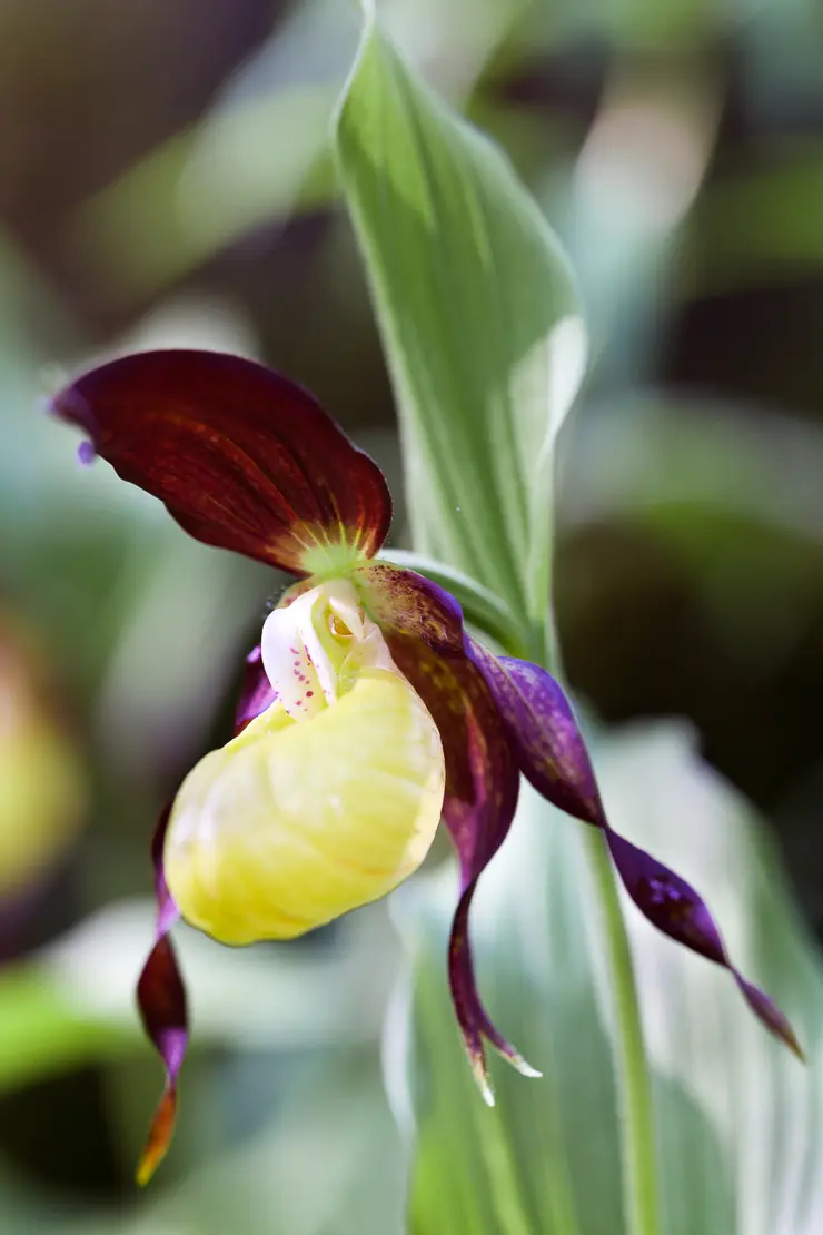 Frauenschuh (Cypripedium calceolus)