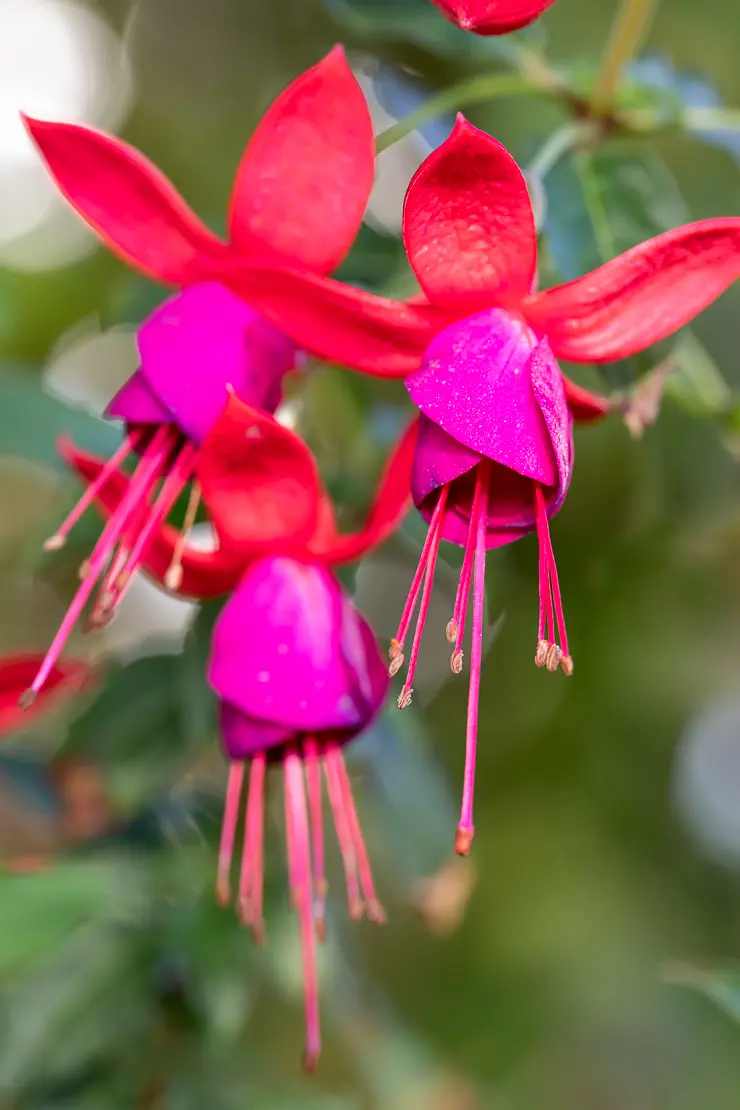 Fuchsia