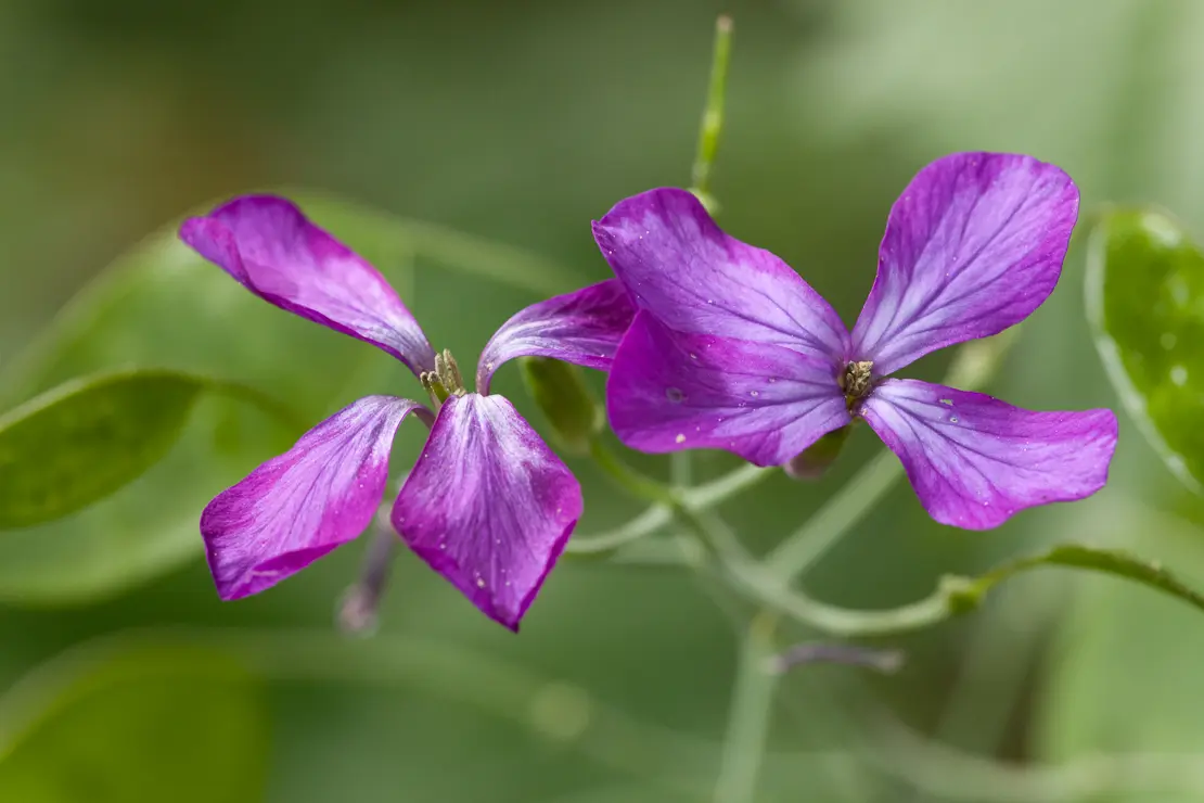 Garten-Mondviole (Lunaria annua)