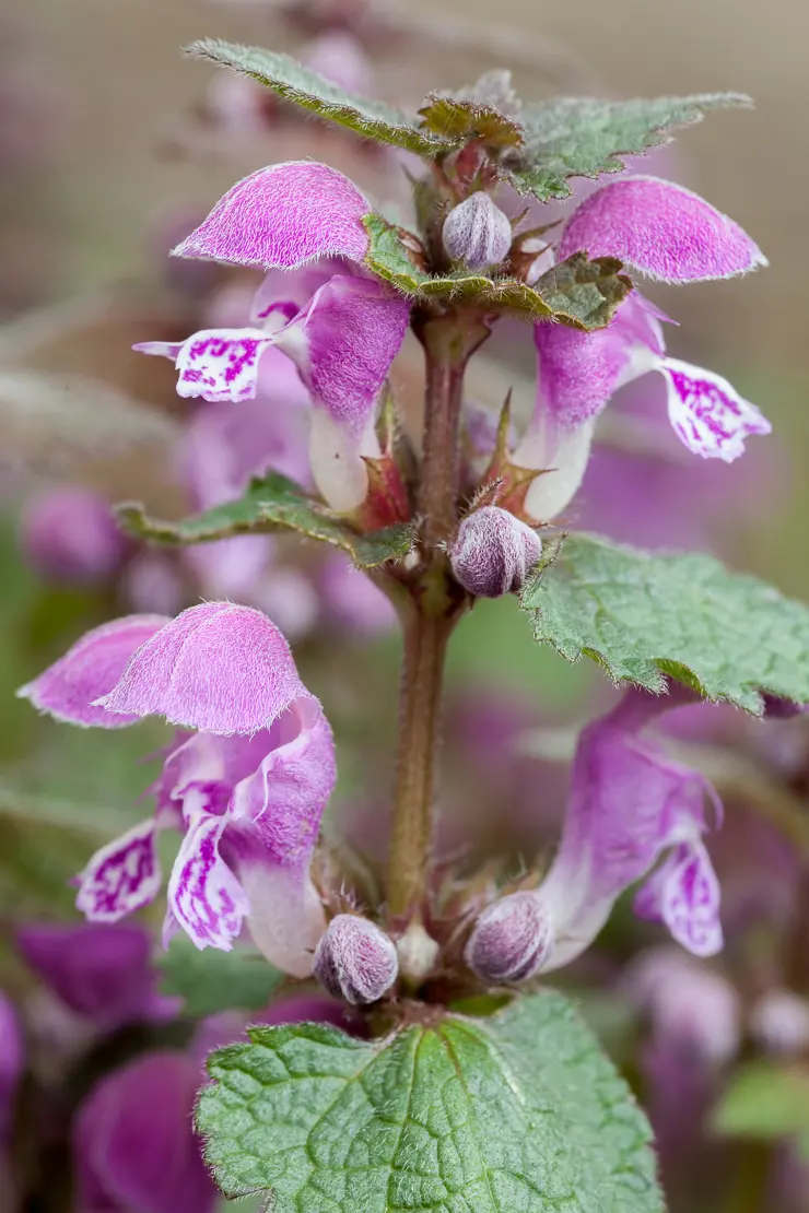 Gefleckte Taubnessel (Lamium maculatum)