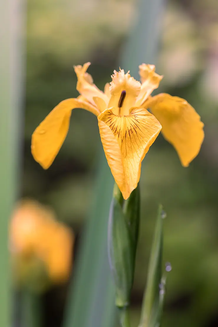 Gelbe Schwertlilie (Iris pseudacorus)