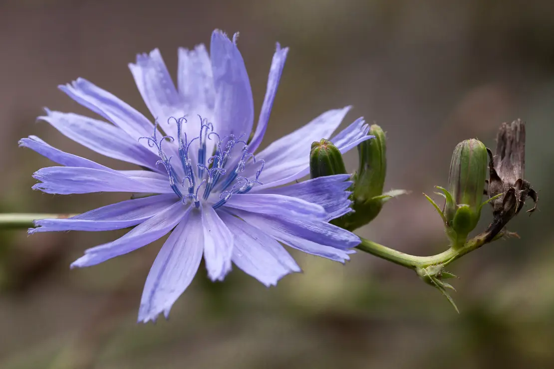 Gemeine Wegwarte (Cichorium intybus)