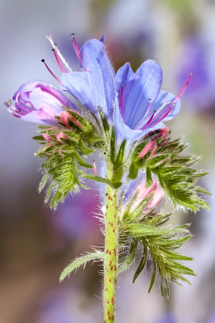 Gemeiner Natterkopf (Echium vulgare)