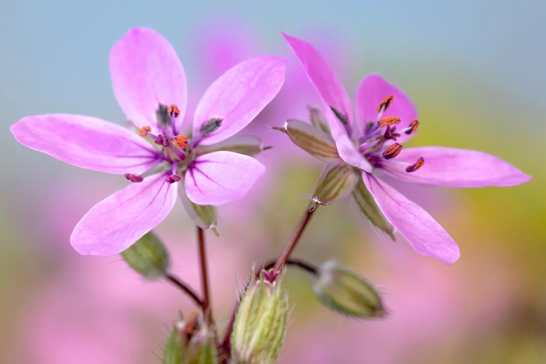 Gemeiner Reiherschnabel (Erodium cicutarium)