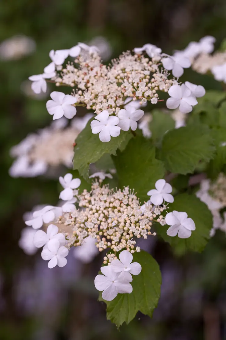 Gemeiner Schneeball (Viburnum opulus)